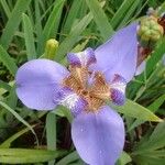 Trimezia coerulea Flower