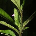 Justicia refractifolia Flor