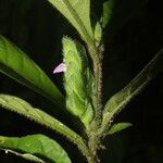 Justicia refractifolia Квітка