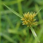 Cyperus polystachyos Flower