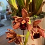 Cymbidium devonianumFlower