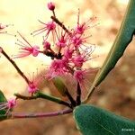 Cunonia vieillardii Blüte