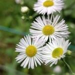 Erigeron strigosusFlor