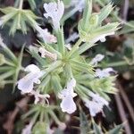 Salvia spinosa Flor