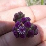 Cyathocline purpurea Flower
