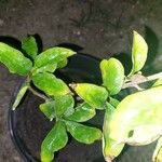 Brunfelsia australis Cvet