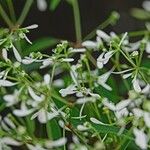 Chamaesyce hypericifolia Други