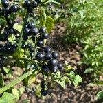 Solanum scabrum Fruit