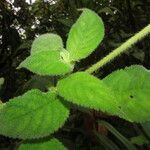 Kohleria tigridia Leaf
