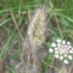 Cynosurus echinatus Fruit