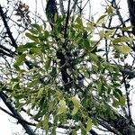 Viscum album Plante entière
