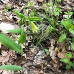 Uvularia sessilifolia Floare