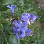 Penstemon platyphyllus Flor