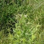 Cirsium ferox Frunză