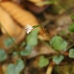 Ainsliaea apiculata Flower
