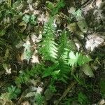 Dryopteris expansa Leaf