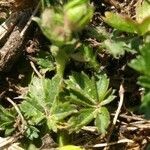 Potentilla verna Hoja