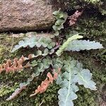 Asplenium ceterach 叶