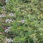 Lupinus angustifoliusBlüte