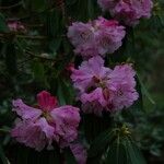 Rhododendron oreodoxa Flower