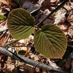 Viburnum lantanoides Leaf