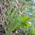 Hydrophyllum capitatum Leaf