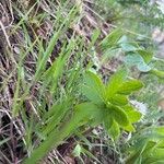 Hydrophyllum capitatum Blad