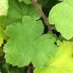 Rubus alceifolius Leaf