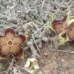 Edithcolea grandis Ostatní