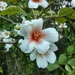 Vernicia fordii Flower
