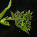 Bupleurum gracillimum Fruto