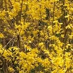 Forsythia intermedia Lorea