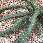 Echinocereus pentalophus Leaf