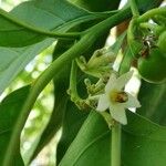 Solanum nudum Flower