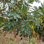 Marcetella moquiniana Likasa