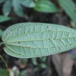 Smilax domingensis Feuille