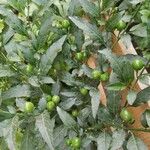 Solanum pseudocapsicum Frugt