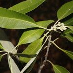 Avicennia germinans Habit