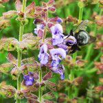 Salvia candelabrum Flor