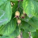 Crataegus coccinea ഫലം