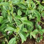 Barleria eranthemoides Leaf