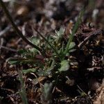 Teesdalia coronopifolia Blad