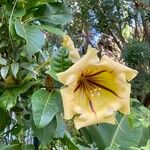 Solandra maxima പുഷ്പം