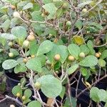 Ficus deltoidea Fruchs