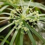 Cyperus alternifolius Flower