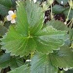 Fragaria × ananassa Folla