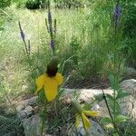 Rudbeckia amplexicaulisBlüte