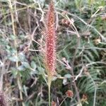 Setaria parviflora Квітка