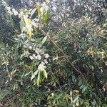 Morella cerifera Hábito