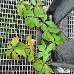 Parthenocissus quinquefolia পাতা